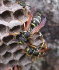 Polistes biglumis